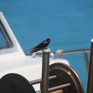 Zakynthos 2017 - Welcome Swallow