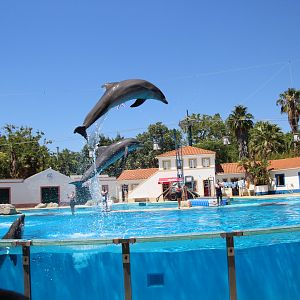 Dolphin Show