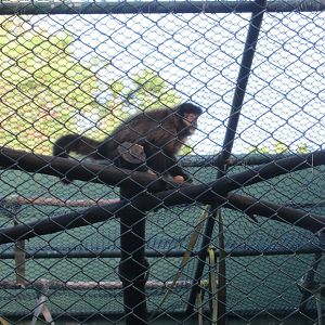 tufted capuchin monkey