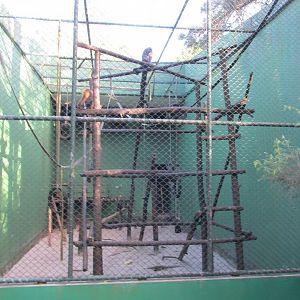 tufted capuchin monkey exhibit