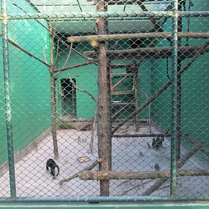 black howler monkey exhibit