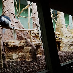 Mantled colobus enclosure