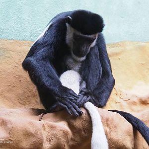 Mantled colobus with baby
