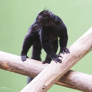 Black lemur (Eulemur macao macao)