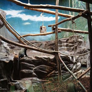 Hamlyn's monkey enclosure