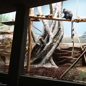 Hamlyn's monkey enclosure