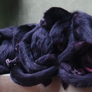 Group-sleeping Colombian black spider monkeys