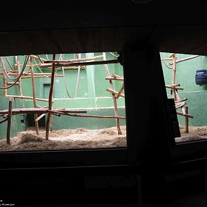 Colombian black spider monkey enclosure