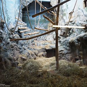 Colombian black spider monkey enclosure