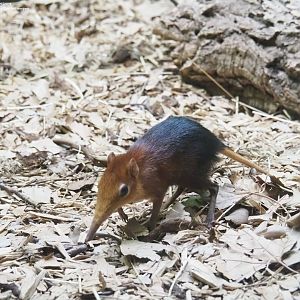 Juvenile black and rufous sengi (Rhynchocyon petersi)