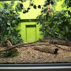 Black and rufous sengi vivarium