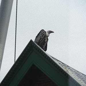 Rüppell's vulture in the savanna aviary