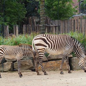Hartmann's mountain zebra (Equus zebra hartmannae with foal