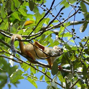 Common Squirrel Monkey