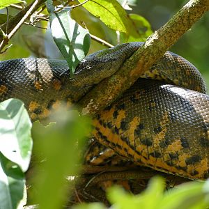 Green anaconda