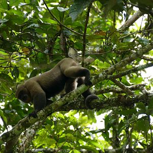 Brown woolly monkey