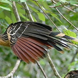 Hoatzin