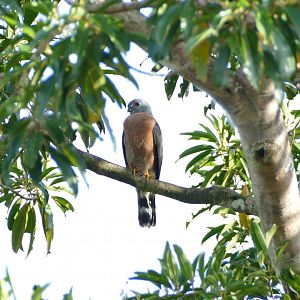 Double-toothed Kite