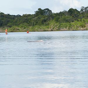 A Boto and some Homo sapiens in the distance