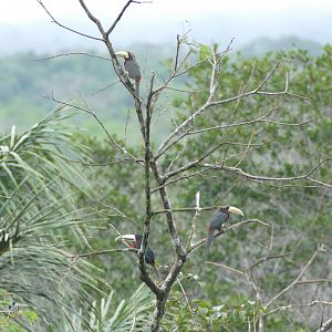 Tree full of Ivory-billed Araçaris