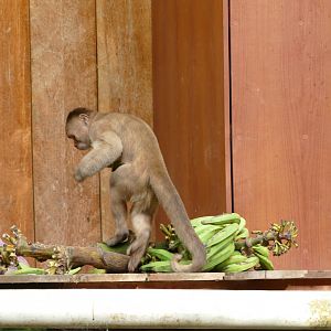 Cheeky White-fronted Capuchin