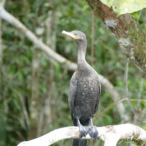 Neotropical Cormorant