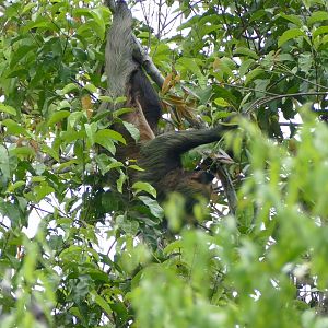 An awake Linnaeus's two-toed sloth