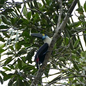 Yellow-ridged Toucan