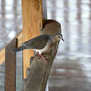 White-tipped Dove