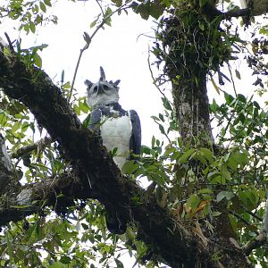 The king of the rainforest sky