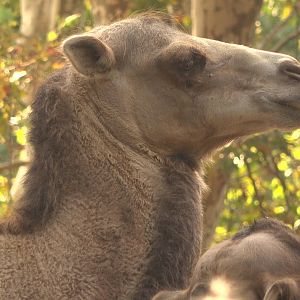 Bactrian camel