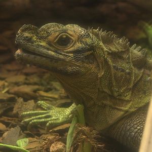 Philippine Sailfin Lizard
