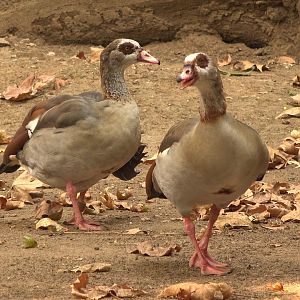 Egyptian Goose