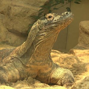 Komodo Dragon