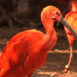 Scarlet Ibis