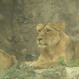 Asiatic Lion