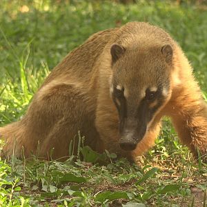 South American Coati