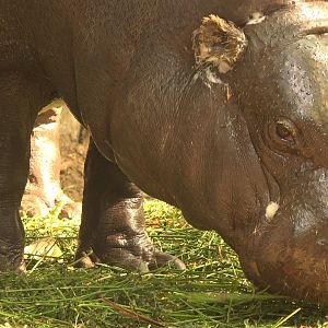 Pygmy Hippopotamus