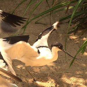 Avocet take off !