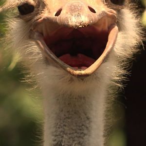 Ostrich