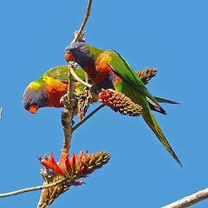 Rainbow lorikeets.