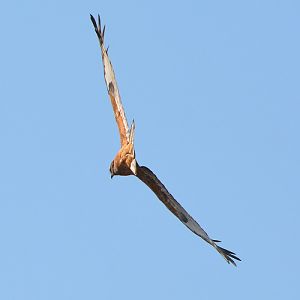 Whistling kite.