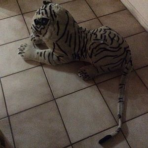 My pet white bengal tiger ( jk)