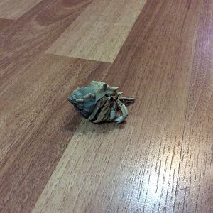 Spike my Hermit Crab