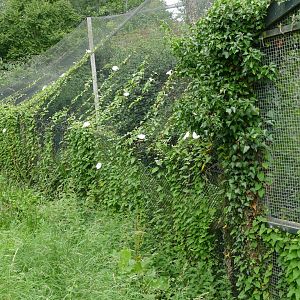 Aviaries near the ABC, August 2018