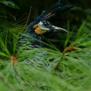 Green peafowl, August 2018