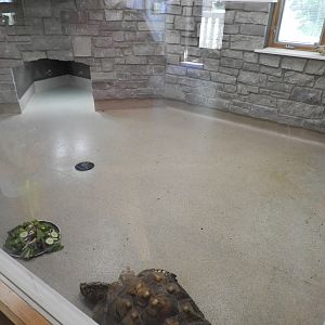 African Spurred Tortoise exhibit (New in 2017) - Education & Animal Care Building - Manitowoc Lincoln Park Zoo