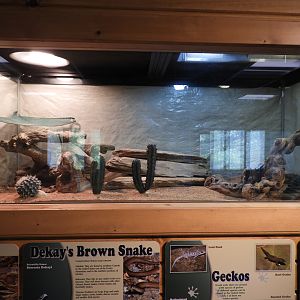 Common Leopard Gecko exhibit (New in 2017) - Education & Animal Care Building - Manitowoc Lincoln Park Zoo