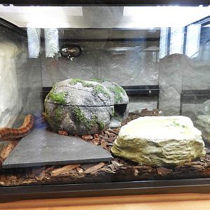 Corn Snake exhibit (New in 2017) - Education & Animal Care Building - Manitowoc Lincoln Park Zoo