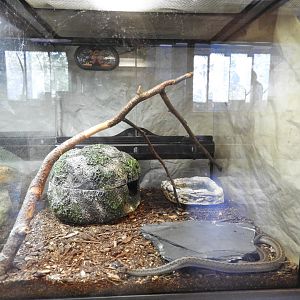 DeKay's Brown Snake exhibit (New in 2017) - Education & Animal Care Building - Manitowoc Lincoln Park Zoo